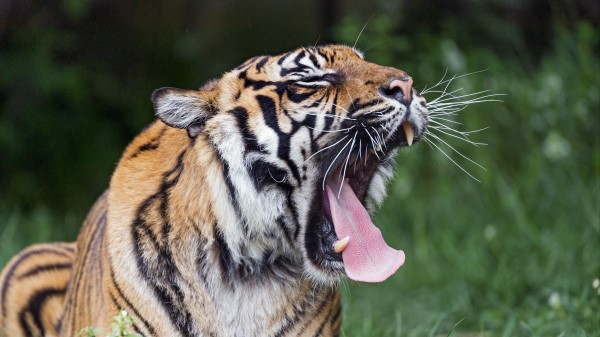 Tiger Yawn Protruding Tongue Wallpaper