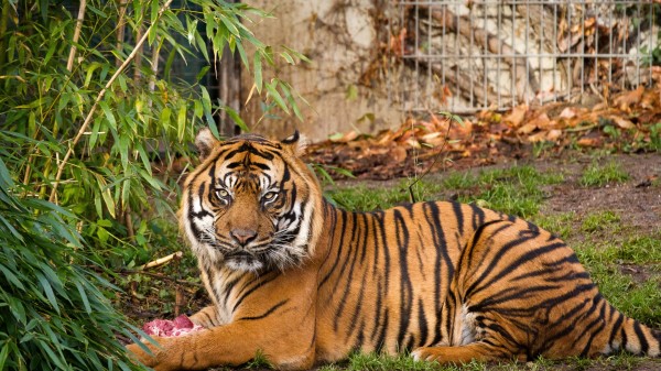 Tiger Zoo Image Wallpaper