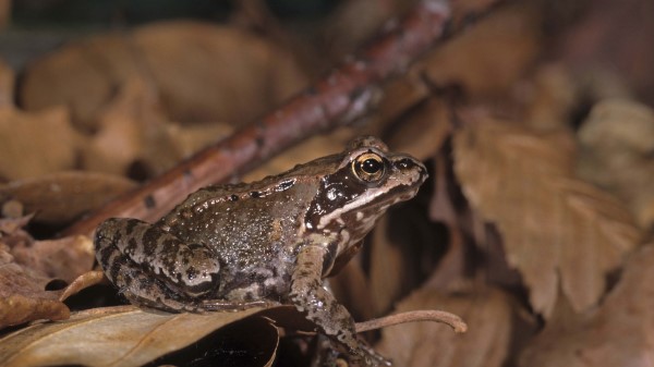 Toad Leaves Fro Wallpaper