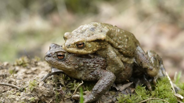 Toad Love Couple Gras Wallpaper