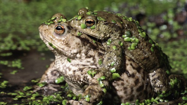 Toads Couple Love Duckweed Wallpaper