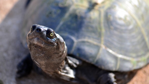 Tortoise Shell Snout Wallpaper