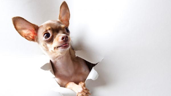 Toy Terrier Wonder Look Dog Paper Wallpaper