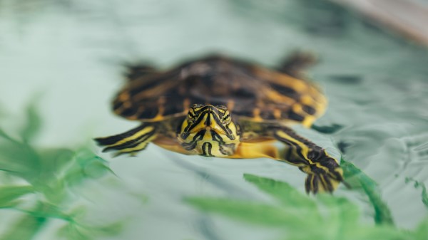 Turtle Animal Shell Wallpaper