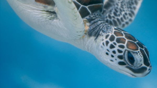 Turtle Sea Water Wallpaper
