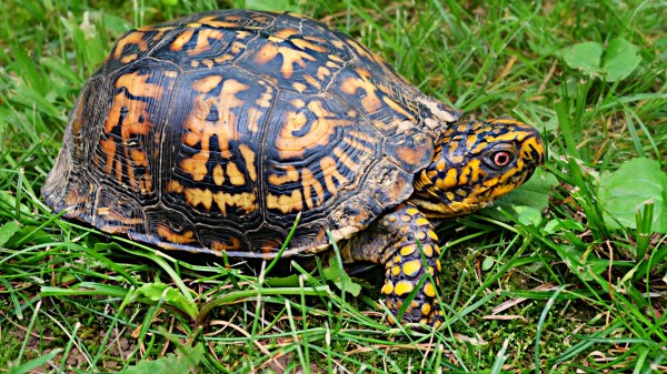 Turtle Shell Grass Wallpaper