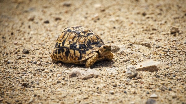 Turtle Shell Sand Wallpaper