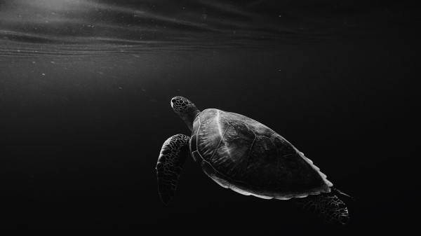 Turtle Under Water Swim Wallpaper