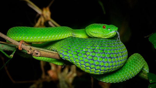 Viper Snake Reptile Wallpaper