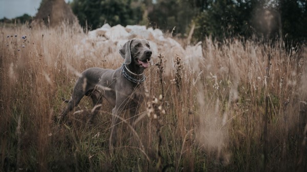 Weimaraner Dog Grass Wallpaper