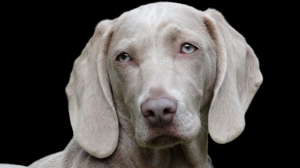 Weimaraner Dog Muzzle Eyes Image Wallpaper