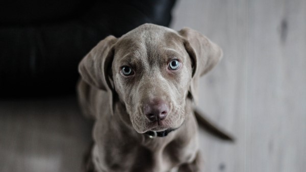 Weimaraner Dog Muzzle Eyes Wallpaper