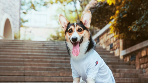 Welsh Corgi Dog Protruding Tongue Wallpaper