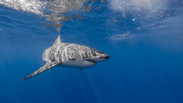 White Shark Underwater Wallpaper
