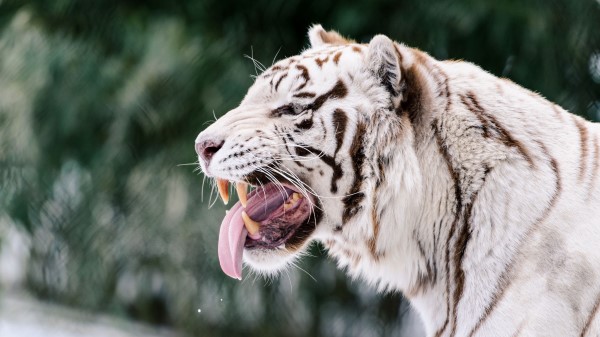 White Tiger Grin Protruding Tongue Wallpaper