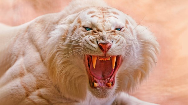 White Tiger Roaring 4 Wallpaper