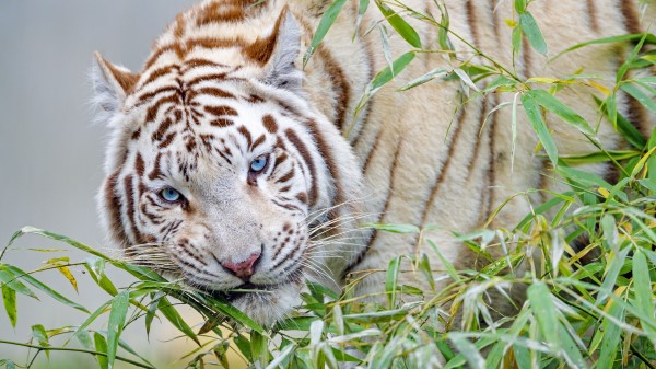 White Tiger Tiger Branch Wallpaper