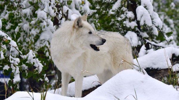 White Wolf Wolf Predator Wallpaper