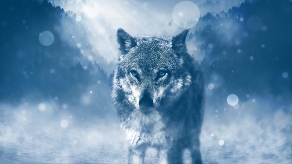 Wild Fox Blue Eyes Wallpaper