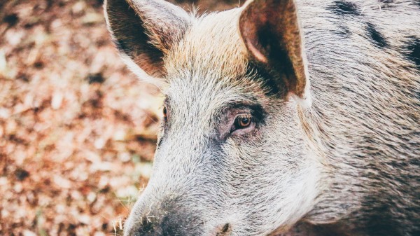 Wild Pig Muzzle Eyes Wallpaper
