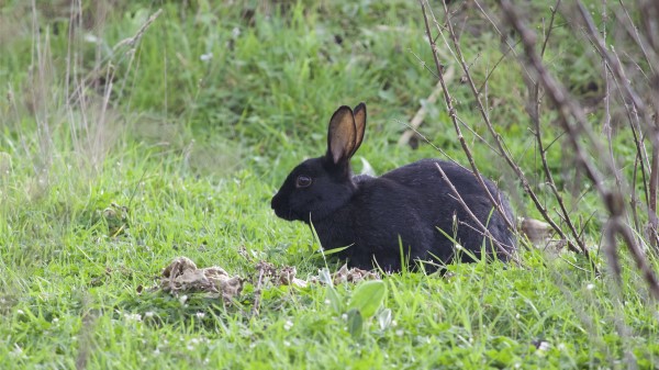 Wild Rabbit Rabbit Grass wallpaper