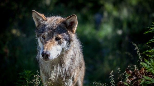 Wolf Dog Predator Wallpaper