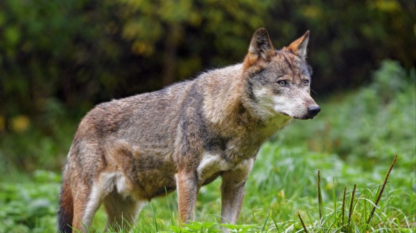 Wolf Glance Predator Image Wallpaper