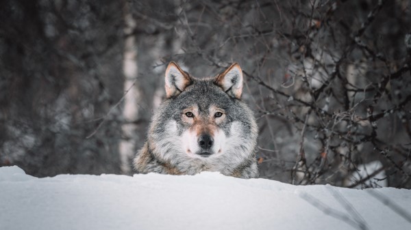 Wolf Glance Predator Photo Wallpaper