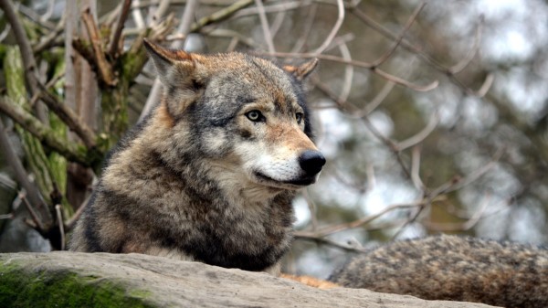 Wolf Gray Predator Wallpaper