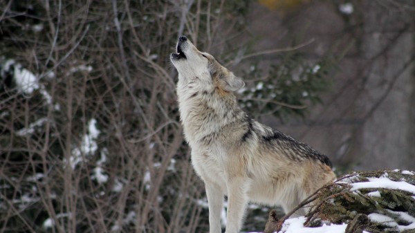 Wolf Howling Wildlife Wallpaper