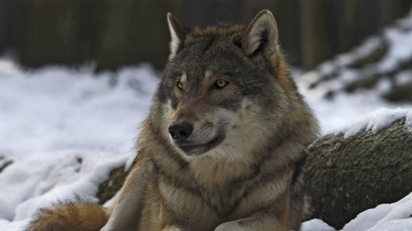 Wolf Male Leader Winter Forest Wallpaper
