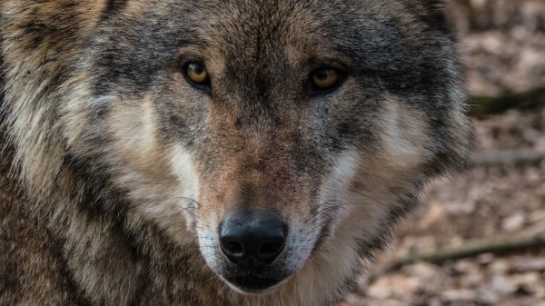 Wolf Muzzle Predator Wallpaper