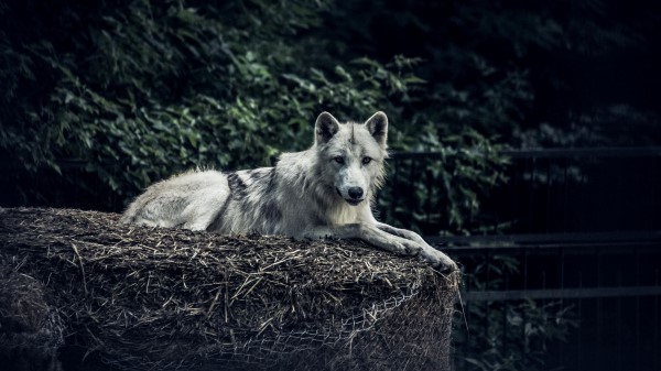 Wolf Predator Glance Wallpaper