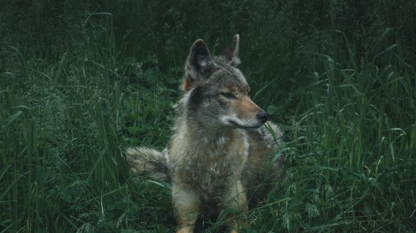 Wolf Predator Grass Image Wallpaper