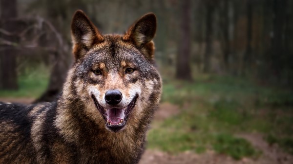 Wolf Predator Gray Image Wallpaper