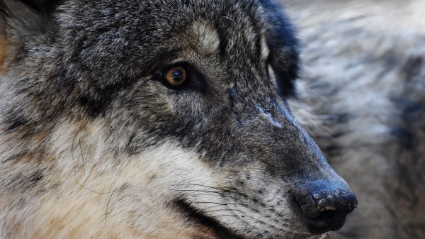 Wolf Predator Muzzle Eyes Wallpaper