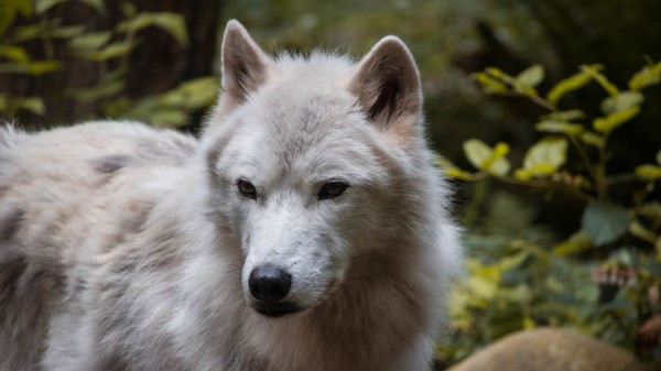 Wolf Predator Muzzle Image Wallpaper