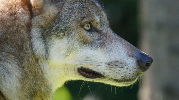 Wolf Predator Muzzle Wild Look Wallpaper