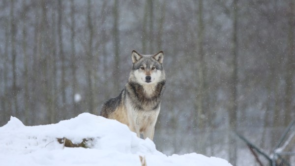 Wolf Predator Snow Wallpaper