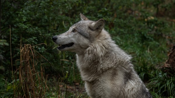 Wolf Profile Predator Image Wallpaper