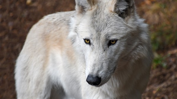 Wolf White Wild Wallpaper