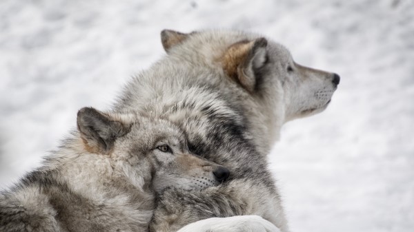 Wolves Couple Care Wallpaper