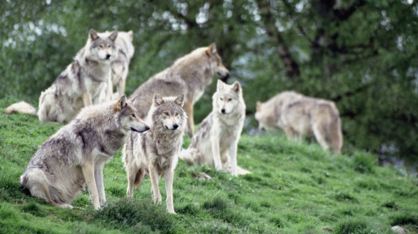 Wolves Family Flock Wallpaper