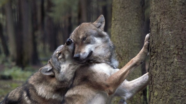 Wolves Game Forest Wallpaper