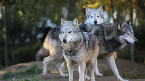 Wolves Predator Flock Wallpaper