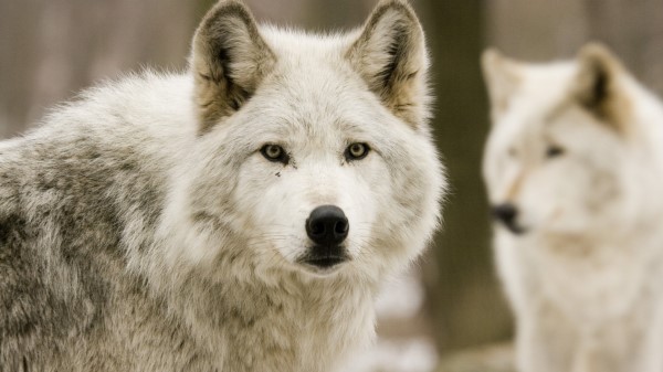 Wolves Predators Forest Hunting Wallpaper
