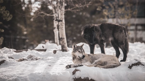 Wolves Predators Friendship Wallpaper