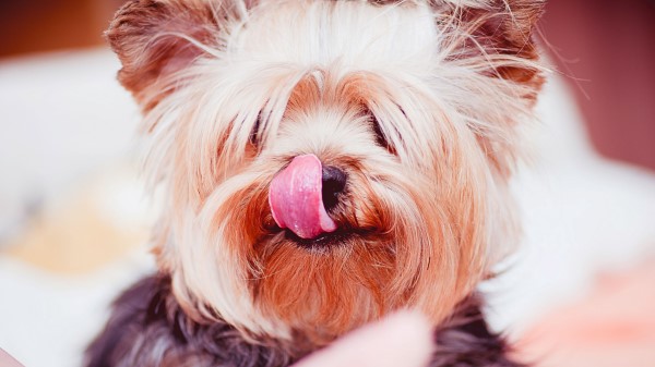 Yorkshire Terrier Dog Licked Wallpaper
