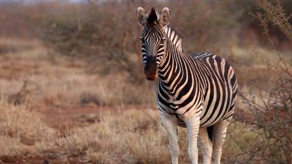 Zebra Animal Wildlife Wallpaper
