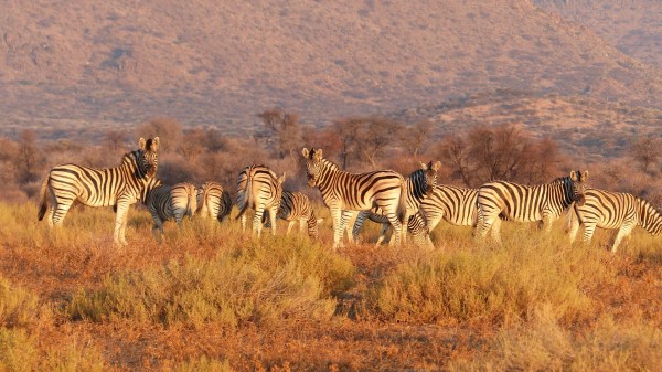 Zebra Herd Savannah Pasture Wallpaper
